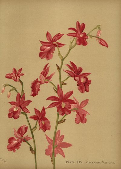Christmas Orchid Hybrid, Calanthe x Veitchii by Unknown